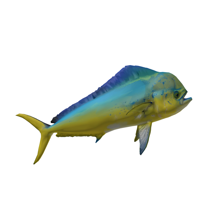 Giant Realistic Mahi Mahi Fish