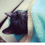 Friendly catnation