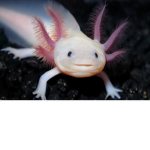 Axolotll peeps