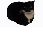 Cat memes 123