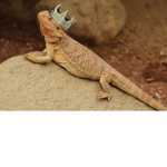 bearded dragons together