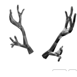 Silverthorn Antlers Group