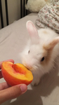 The Bunny’s and The Peache’s