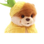Boo the dog!