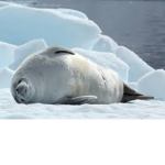 seal world/ antarctic
