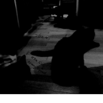 #Da Cat Army Squad