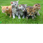##### AND CATS ARE CUTE /KITTY FRIENDS FOREVER