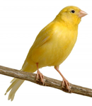 The Canary Fanclub