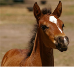 pony lovers!!