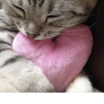 ~<lovelies>~