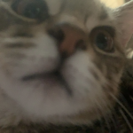 biscuit has no opps