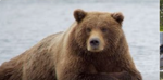 brownie the awesome bear