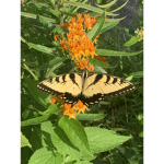Nature Group, We help Nature