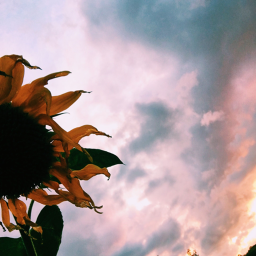 s u n f l o w e r