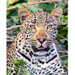 Jagułary Vanessy