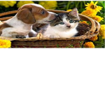 cats and dog ###### 1