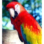 Parrot Owners!