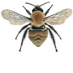 Honeybeewasp group