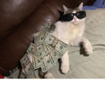 Money cats