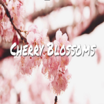 Cherry Blossom group UvU