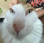 Gatto Games