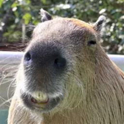 Escape the Capybara