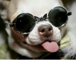 swaggy chihuahuas