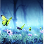 ~Mia’s Beautiful Butterflies~
