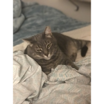 •Kittenzrule99 Training Group•