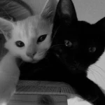 kittypaws' Group Thumbnail