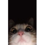 *Aesthetic Kats*