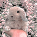 bunnycore.