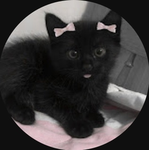 ~mae’s kitties~
