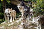 Cen0zi0c Wolf Pack