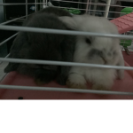 toombizkit rabbit love