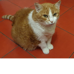 Milo gattino