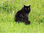 Black Kitty Cat Squad