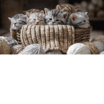 MINI_GATOS