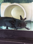 Axolotls are so cute!!