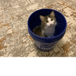 bucketcats
