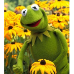 (ᵔᴥᵔ) Kermit the frog fans (ᵔᴥᵔ)