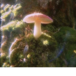 ...mushroom-