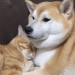 Dogs and Cats reunited