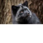 Silver Fox Fan Group