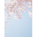 Blossom’s Babies