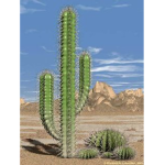 Fading Cactus