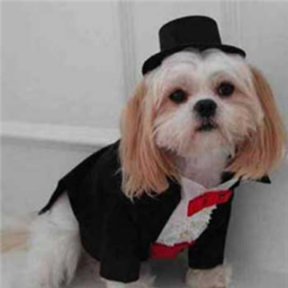 Funny Dog Roblox decal