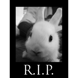 R.I.P bunny part 2