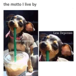 dog stufff Fan group.