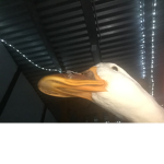 RobloxxDuck’s